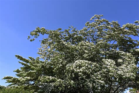 木 代表種|庭木図鑑 植木ペディア